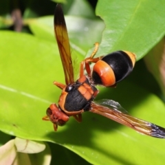 Abispa ephippium at Wellington Point, QLD - suppressed