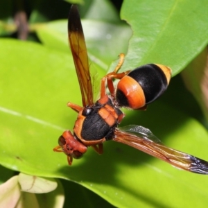 Abispa ephippium at Wellington Point, QLD - suppressed