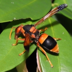 Abispa ephippium at Wellington Point, QLD - suppressed