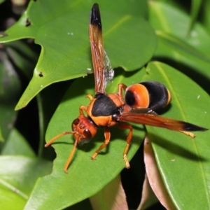 Abispa ephippium at Wellington Point, QLD - suppressed