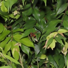 Abispa ephippium at Wellington Point, QLD - suppressed