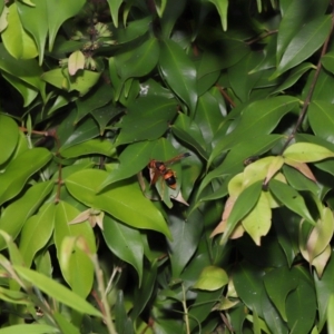Abispa ephippium at Wellington Point, QLD - suppressed