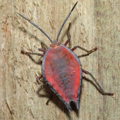 Unidentified Shield, Stink & Jewel Bug (Pentatomoidea) at Wellington Point, QLD - 28 Nov 2022 by TimL