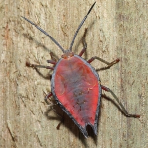 Unidentified Shield, Stink & Jewel Bug (Pentatomoidea) (TBC) at suppressed by TimL