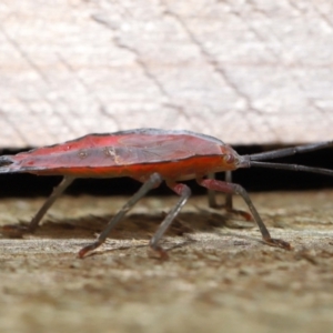 Lyramorpha rosea at Wellington Point, QLD - suppressed