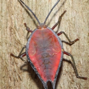 Lyramorpha rosea at Wellington Point, QLD - suppressed