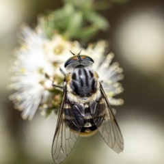 Scaptia (Scaptia) auriflua (A flower-feeding march fly) at Penrose - 10 Dec 2022 by Aussiegall