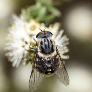 Scaptia (Scaptia) auriflua at Penrose, NSW - suppressed