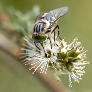 Scaptia (Scaptia) auriflua at Penrose, NSW - suppressed