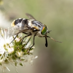 Scaptia (Scaptia) auriflua at Penrose, NSW - suppressed