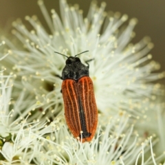 Castiarina erythroptera (Lycid Mimic Jewel Beetle) at Penrose - 11 Dec 2022 by Aussiegall