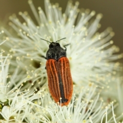 Castiarina erythroptera (Lycid Mimic Jewel Beetle) at Penrose, NSW - 11 Dec 2022 by Aussiegall