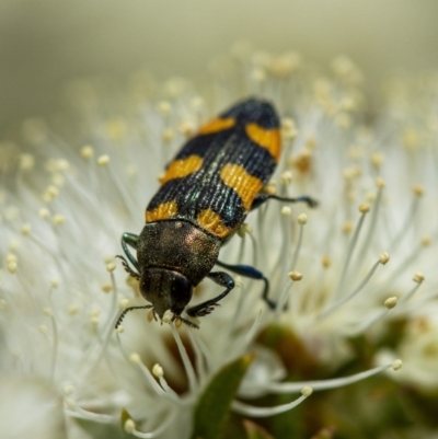 Castiarina attenuata (A jewel beetle) at Penrose - 11 Dec 2022 by Aussiegall