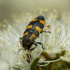 Castiarina attenuata (A jewel beetle) at Penrose - 11 Dec 2022 by Aussiegall