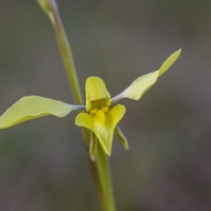 Diuris chryseopsis at Gungahlin, ACT - suppressed