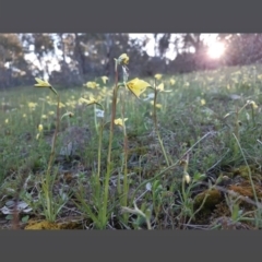 Diuris chryseopsis at Gungahlin, ACT - 15 Sep 2021