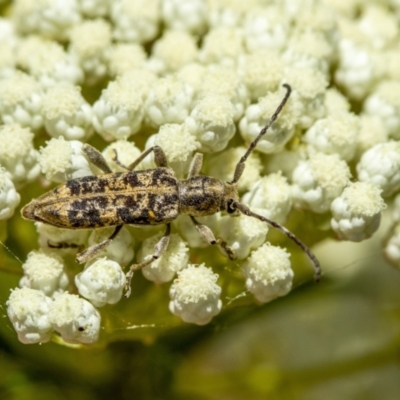 Pempsamacra dispersa (Longhorn beetle) at Penrose - 11 Dec 2022 by Aussiegall
