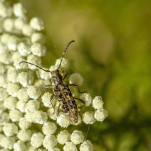 Pempsamacra dispersa at Penrose, NSW - suppressed
