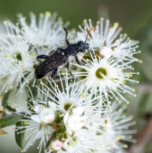 Eleale sp. (genus) at Penrose, NSW - 10 Dec 2022
