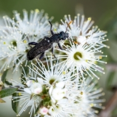 Eleale sp. (genus) (Clerid beetle) at Penrose, NSW - 10 Dec 2022 by Aussiegall