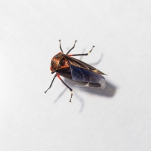 Eurymeloides lineata at Jerrabomberra, NSW - 11 Dec 2022