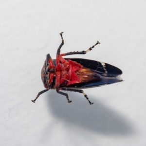 Eurymeloides lineata at Jerrabomberra, NSW - 11 Dec 2022