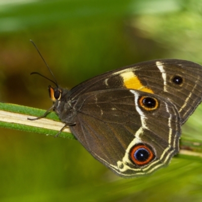 Tisiphone abeona (Varied Sword-grass Brown) at Penrose - 11 Dec 2022 by Aussiegall