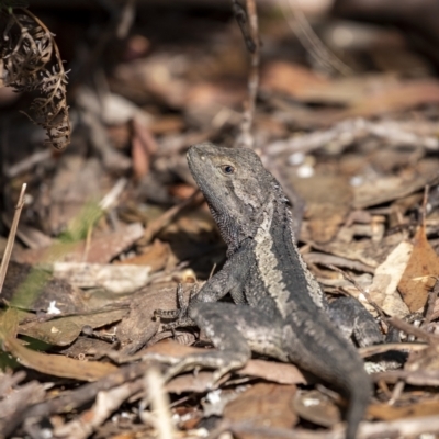 Amphibolurus muricatus (Jacky Lizard) at Penrose - 10 Dec 2022 by Aussiegall