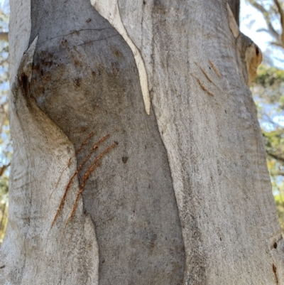 Unidentified Wombat or Koala at Lade Vale, NSW - 9 Dec 2022 by trevsci