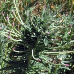 Epilobium billardiereanum subsp. cinereum (Hairy Willow Herb) at Hawker, ACT - 11 Dec 2022 by sangio7