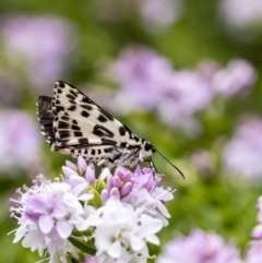 Hesperilla ornata (Spotted Sedge-skipper) at Wingecarribee Local Government Area - 10 Dec 2022 by Aussiegall