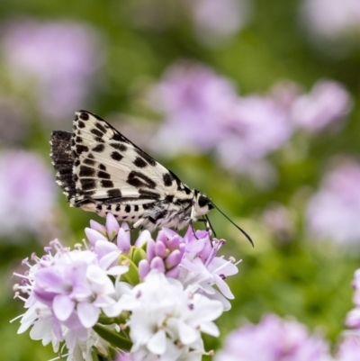 Hesperilla ornata (Spotted Sedge-skipper) at Wingecarribee Local Government Area - 10 Dec 2022 by Aussiegall