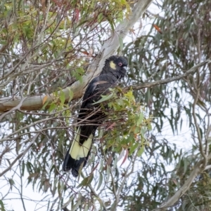 Zanda funerea at Penrose, NSW - 6 Dec 2022