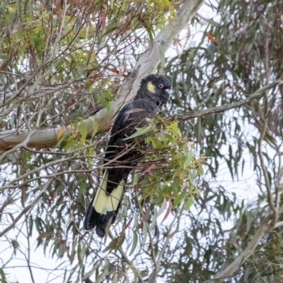 Zanda funerea (Yellow-tailed Black-Cockatoo) at Wingecarribee Local Government Area - 6 Dec 2022 by Aussiegall