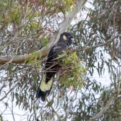 Zanda funerea (Yellow-tailed Black-Cockatoo) at Penrose, NSW - 6 Dec 2022 by Aussiegall