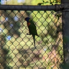 Trichoglossus moluccanus (Rainbow Lorikeet) at East Geelong, VIC - 9 Dec 2022 by Darcy