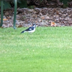 Grallina cyanoleuca (Magpie-lark) at East Geelong, VIC - 9 Dec 2022 by Darcy