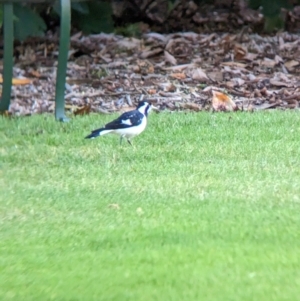 Grallina cyanoleuca at East Geelong, VIC - 9 Dec 2022 05:52 PM