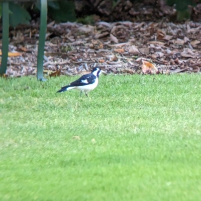 Grallina cyanoleuca (Magpie-lark) at East Geelong, VIC - 9 Dec 2022 by Darcy