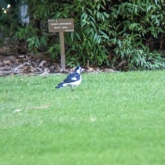 Grallina cyanoleuca at East Geelong, VIC - 9 Dec 2022 05:52 PM