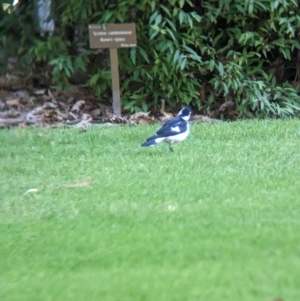 Grallina cyanoleuca at East Geelong, VIC - 9 Dec 2022 05:52 PM