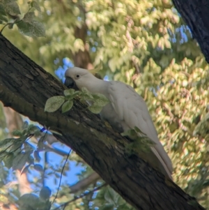 Cacatua galerita at East Geelong, VIC - 9 Dec 2022 06:00 PM