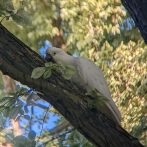 Cacatua galerita (Sulphur-crested Cockatoo) at by Darcy