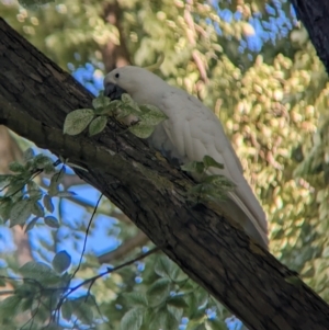 Cacatua galerita at East Geelong, VIC - 9 Dec 2022 06:00 PM