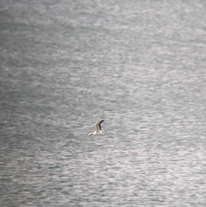 Morus serrator at East Geelong, VIC - 9 Dec 2022 06:16 PM