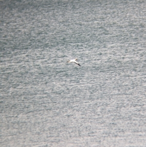 Morus serrator at East Geelong, VIC - 9 Dec 2022 06:16 PM