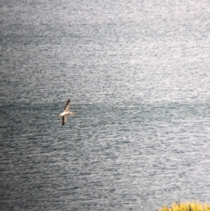 Morus serrator at East Geelong, VIC - 9 Dec 2022 06:16 PM