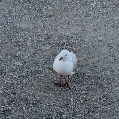 Chroicocephalus novaehollandiae (Silver Gull) at East Geelong, VIC - 9 Dec 2022 by Darcy