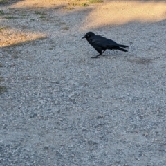 Corvus mellori (Little Raven) at East Geelong, VIC - 9 Dec 2022 by Darcy
