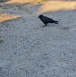 Corvus mellori (Little Raven) at by Darcy
